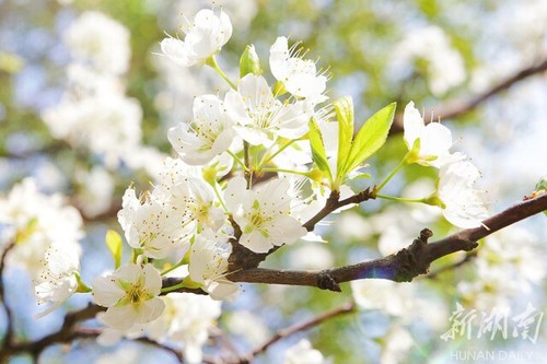 春暖花开校园美